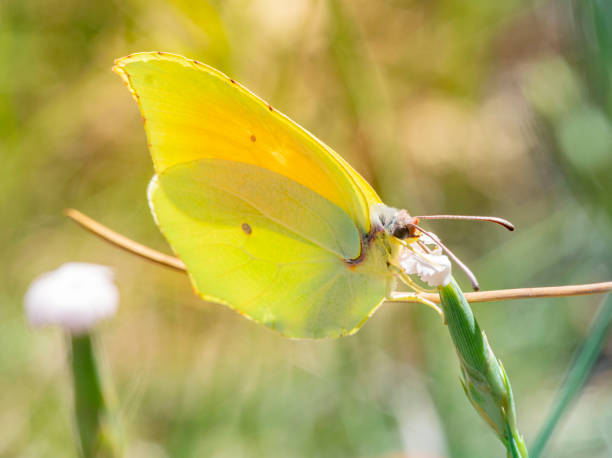 gonepteryx rhamni butterfly in lateral view - catalonia - citronfjäril bildbanksfoton och bilder