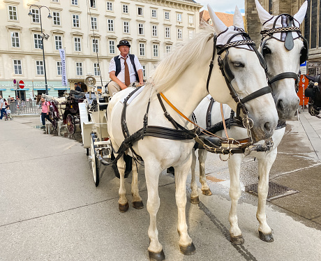 Vienna, Austria: May 26, 2022. Fiaker at St. Stephen's Cathedral in Vienna, Coach and white horses.