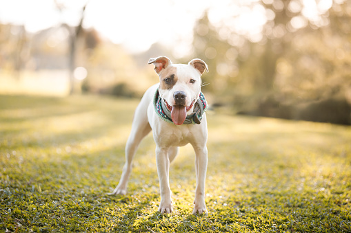 a day in the park with dogs