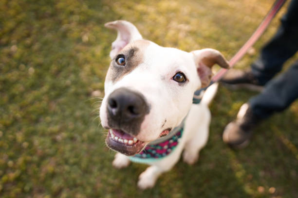 istock Dog sitting on the park looking at camera 1405648146