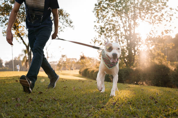cachorro correndo com seu dono no parque - dog leash pets playing - fotografias e filmes do acervo