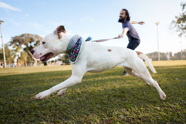cane che corre al parco e tira il suo proprietario - guinzaglio foto e immagini stock