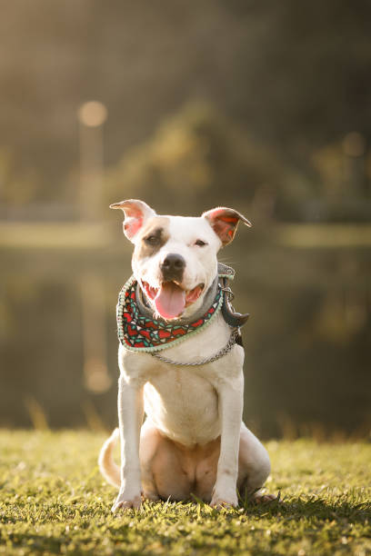 a day in the park with dogs