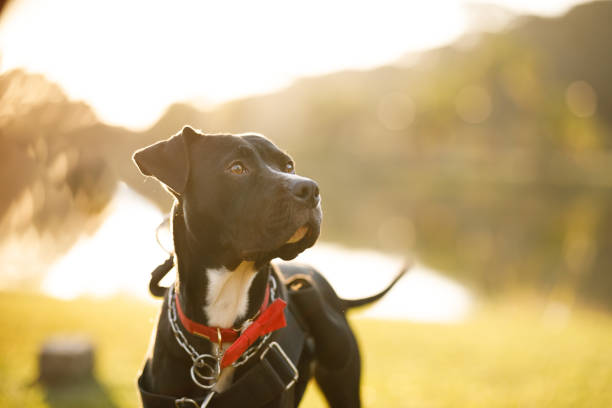 istock Focused dog looking away at the park 1405648230