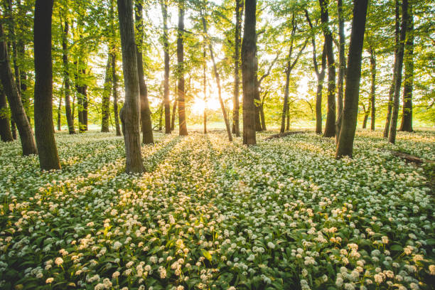 Sunset in a protected forest with beautiful white growing bear garlic. Allium ursinum under orange light. Polanska niva, Ostrava, czech republic stock photo