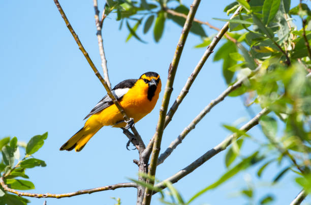 uccello giallo e nero appollaiato in un piccolo albero alla luce del sole - cowbird foto e immagini stock