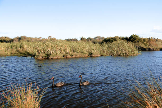 Beautiful calm lake in Bunbury, West Australia stock photo
