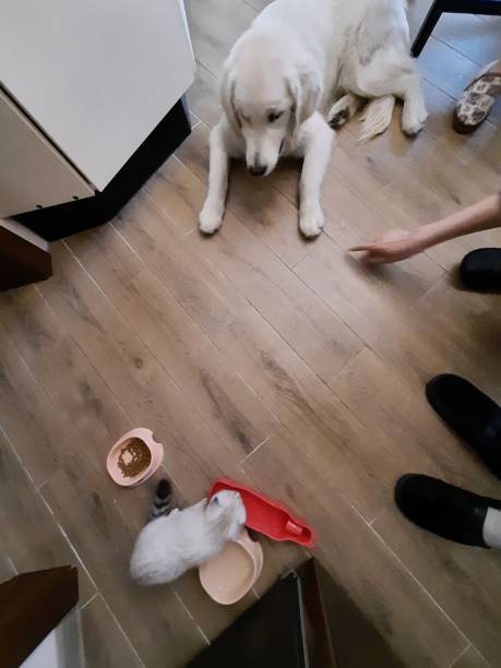 istock A scared Scottish fold cat and a golden retriever dog 1405651286