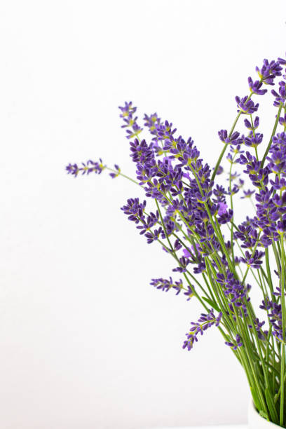 istock Lavender flowers in a vase 1405651498