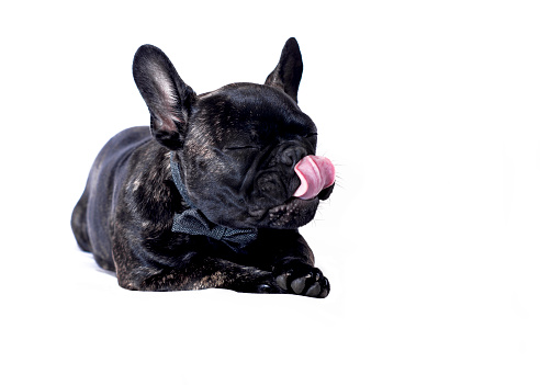 funny close up of a cute dog licking his lips while sat down content with eyes shut   isolated on a white background