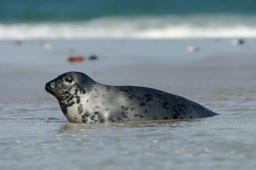 A Grey seal swimming in the sea looking at the camera in Newquay, England, United Kingdom