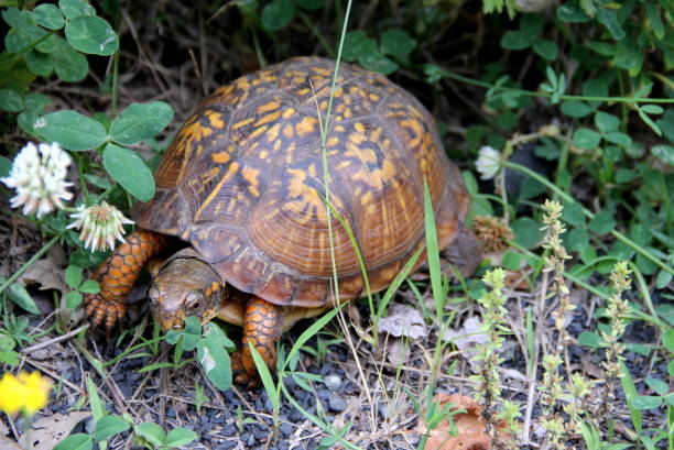 istock Eastern box turtle, aka land turtle, in the grass 1405652908