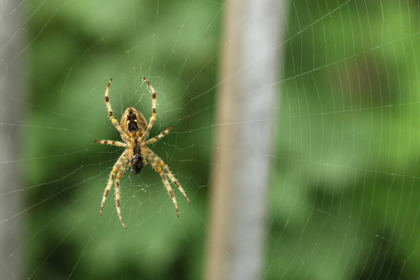 Big yellow spider attached to the web. Close-up of an arachnid with striped legs and spots on its back. Wonders of nature and animal photography. Climate emergency and respect for the environment. yellow spider stock pictures, royalty-free photos & images