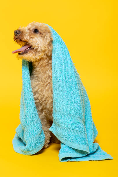 istock Poodle dog with a towel on his head on yellow background 1405654490