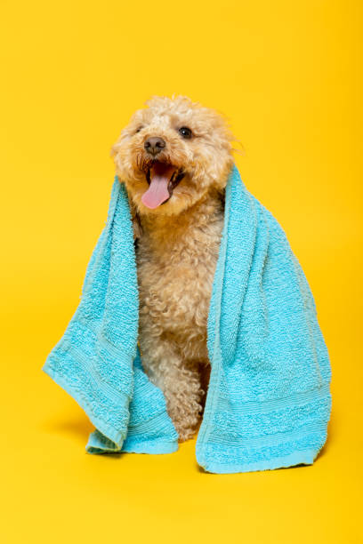Poodle dog with a towel on his head on yellow background Small abricot poodle with a towel on his head on a yellow background dog swimsuit stock pictures, royalty-free photos & images