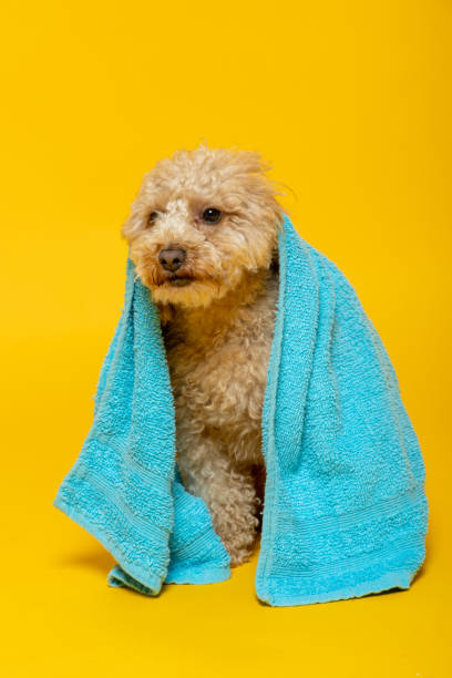 istock Poodle dog with a towel on his head on yellow background 1405654523