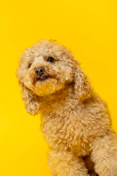 istock Studio portrait of a poodle on yellow background 1405654524