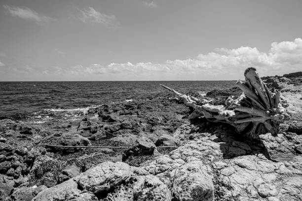 Black and white image of a beach with woods on the shore.