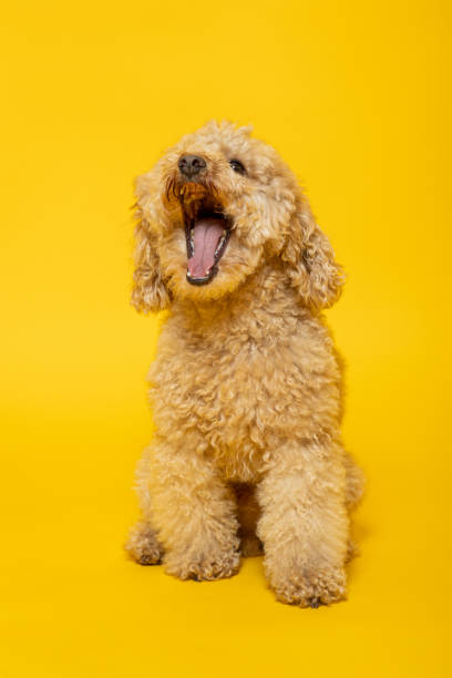 istock Studio portrait of a poodle on yellow background 1405654562