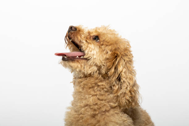 istock Studio portrait of a poodle on white background 1405654571