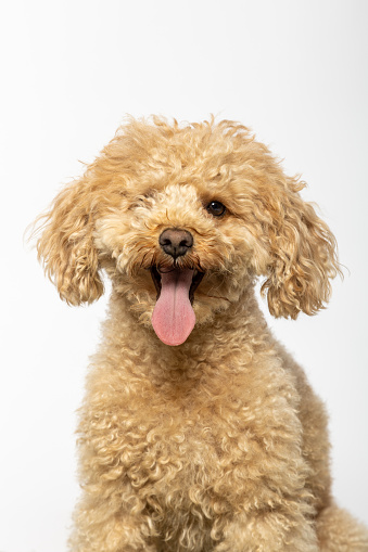 Studio portrait of a small abricot poodle on white background
