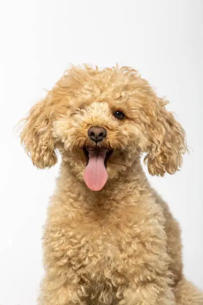 Photo of Studio portrait of a poodle on white background