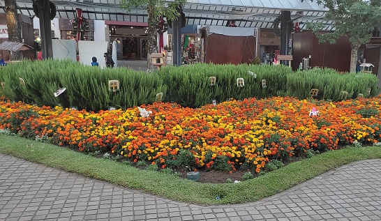 Coloured flowers in a square of Nova Petropolis
