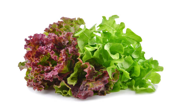 Fresh red and green lettuce isolated on white