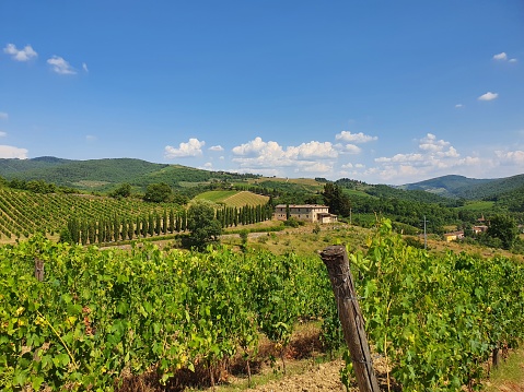 Vineyard with villa in the distance and avenue of cypress trees in Tuscany Italy