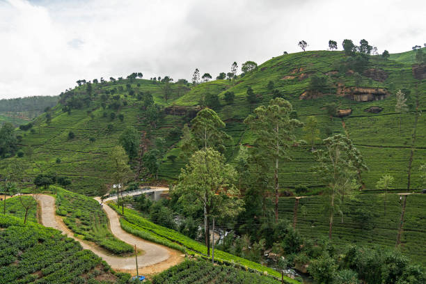 istock Tea green field, Nuwara Eliya, Sri Lanka 1405656672