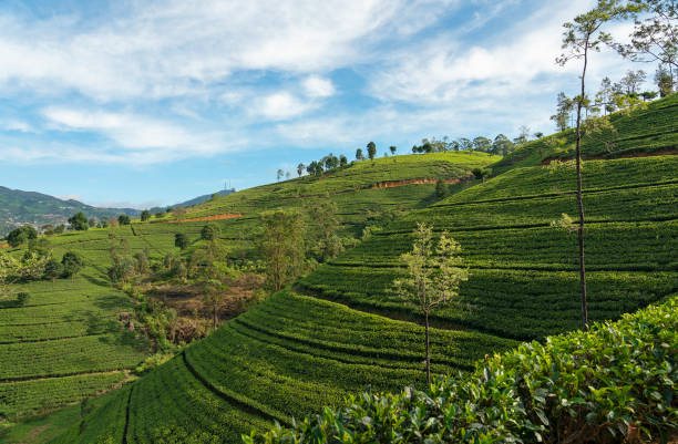 istock Tea fields in Sri Lanka,  Nuwara Eliya green hills 1405656673