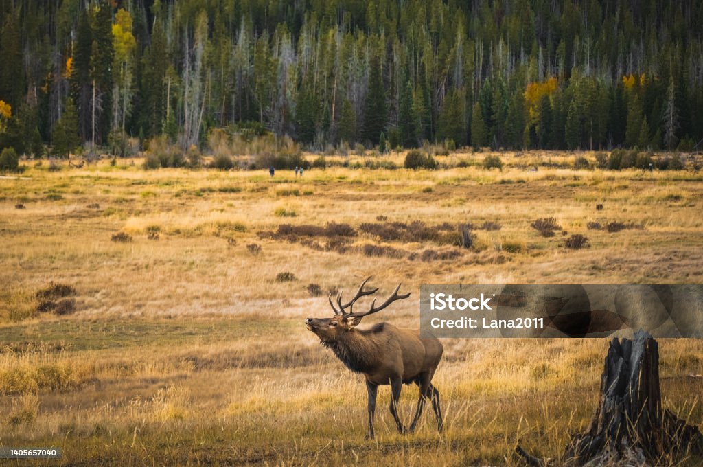 Male elk bugaling in Rocky Mountain National Park, Colorado, USA, in autumn Male elk bugling in Rocky Mountain National Park, Colorado, USA, in autumn; forest in background Bugling Stock Photo