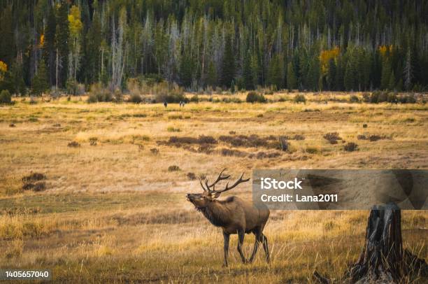 Male Elk Bugaling In Rocky Mountain National Park Colorado Usa In Autumn Stock Photo - Download Image Now