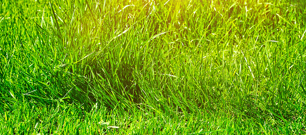 Banner Lawn green grass in summer, long and cut grass compare. High quality photo