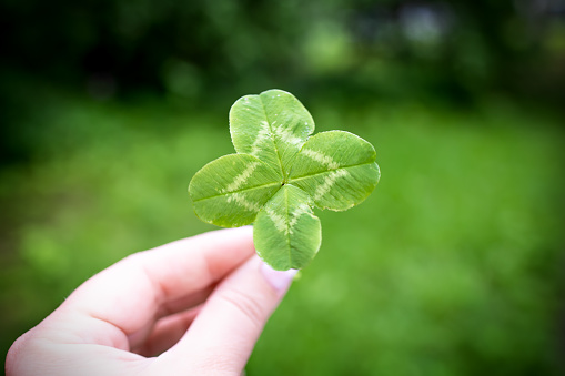 lucky four leaf clover. Green clover in hand against defocused lawn background
