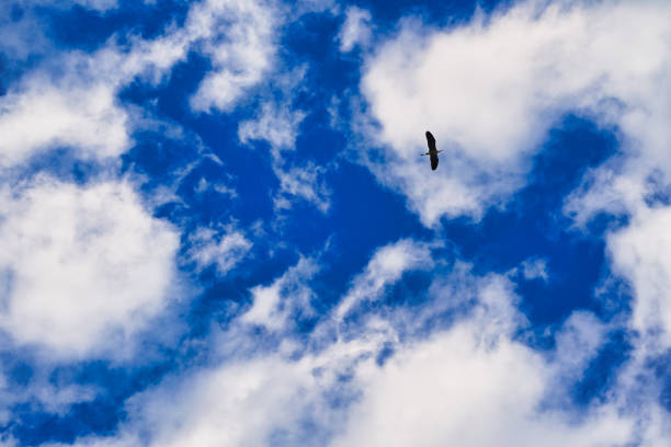 istock Bird flying against bright white fluffy clouds on a blue sky. 1405659424