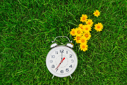 Good morning and alarm clock with yellow flowers lie on the green grass. High quality photo