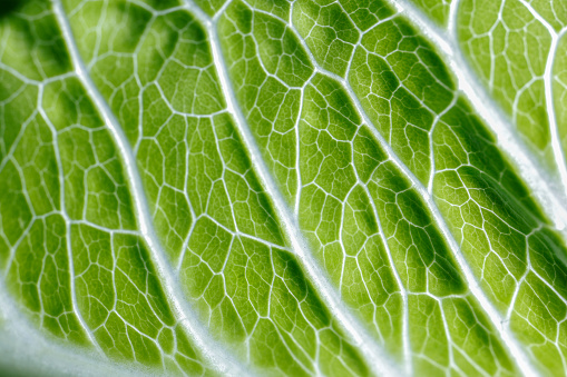 Fresh romaine lettuce texture abstract closeup