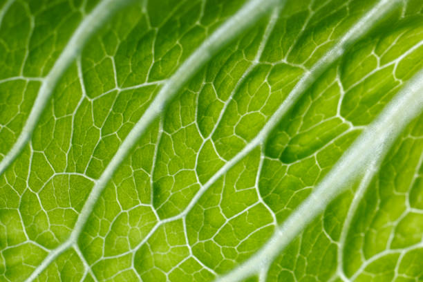 istock Fresh romaine lettuce texture closeup 1405661062