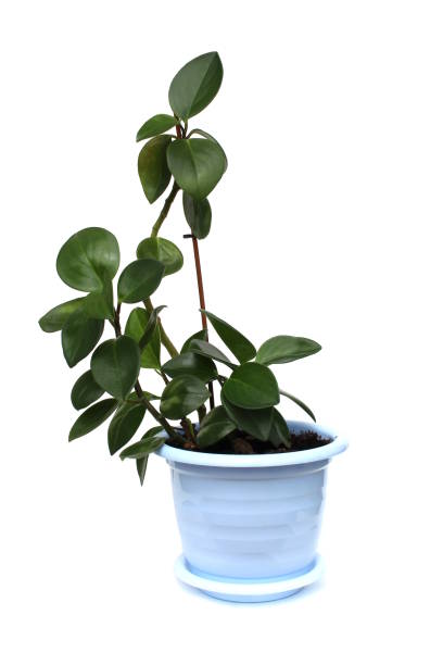 istock Ficus in a pot stands on a white background. 1405661290