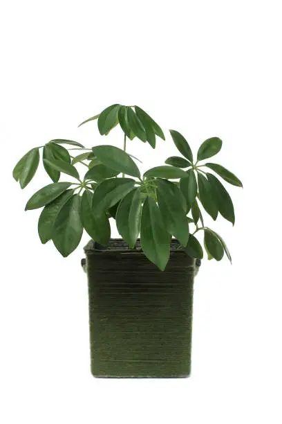 Schefflera Gerda in a pot on a white background.