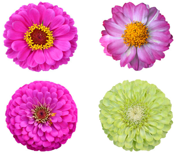 istock Colorful Zinnia Flowers 1405663366
