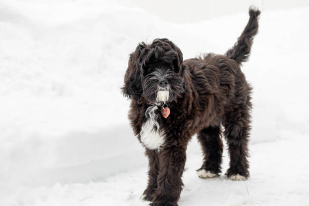 istock Dog in the snow 1405663673