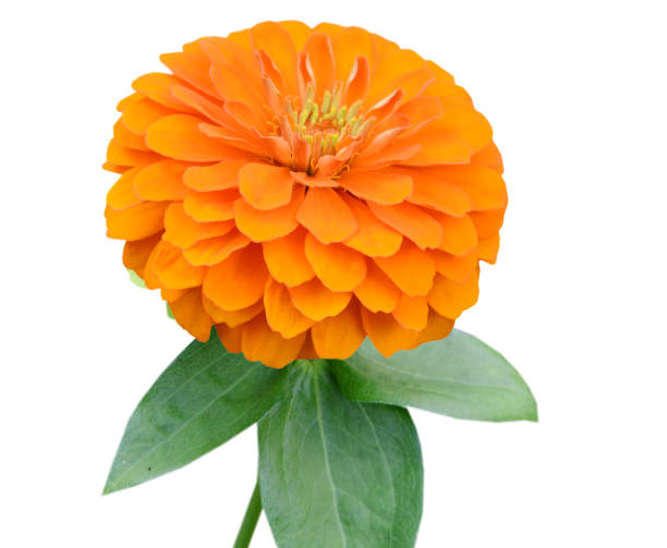 istock A orange zinnia branch flower 1405663824