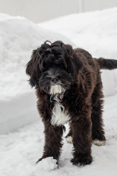 istock Dog in the snow 1405663999