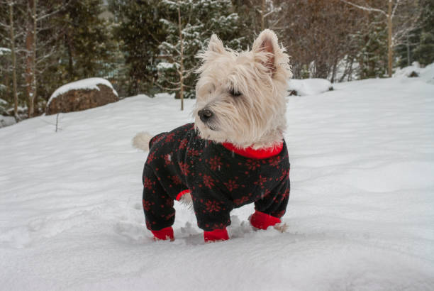 istock West Highland White Terrier in the Snow 1405664137