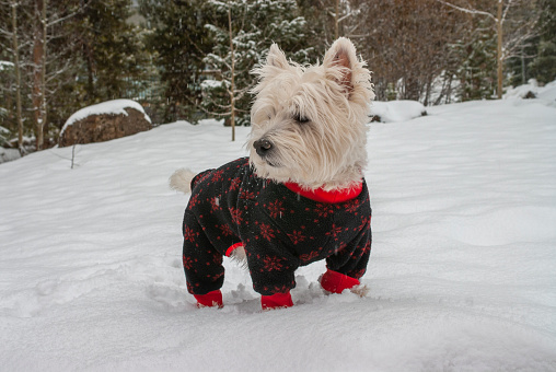 A cute West Highland White Terrier, Westie, bundled against the cold, having fun in the snow.
