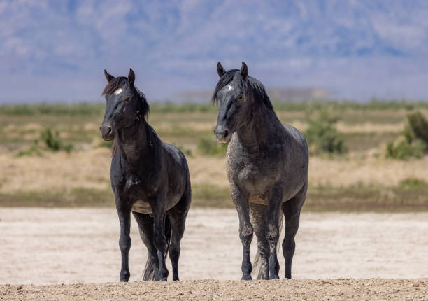istock Wild Horses in Utah in Springtime 1405664756