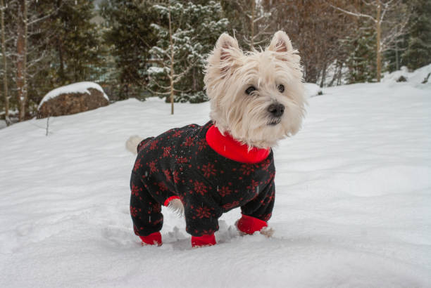 istock West Highland White Terrier in the Snow 1405665017