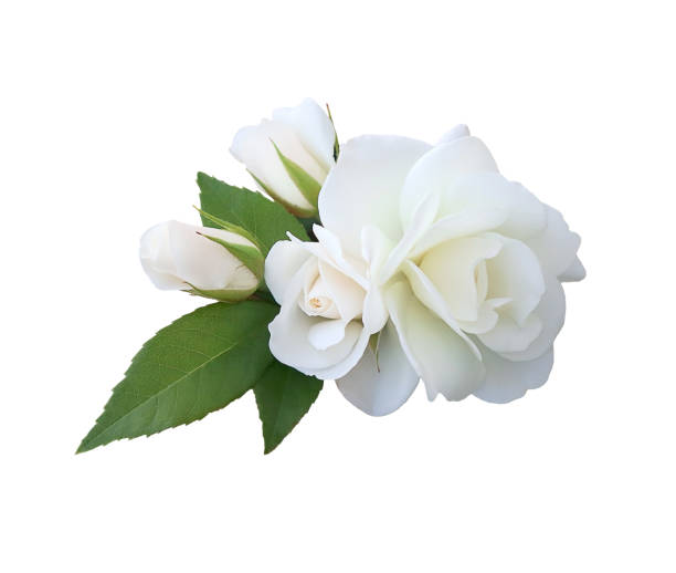 White rose flowers isolated on white background